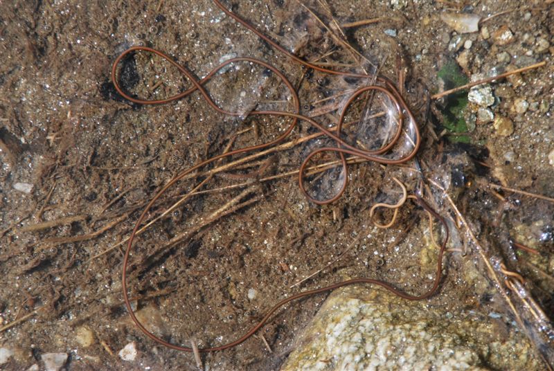Gordius sp.